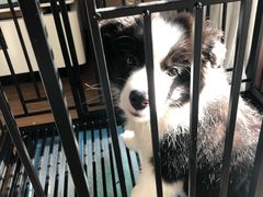 -翊宠yipet猫狗购宠庄园犬舍•猫舍