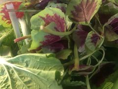 -佳荣老五生态牛肉馆