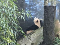 -中国大熊猫保护研究中心雅安碧峰峡基地