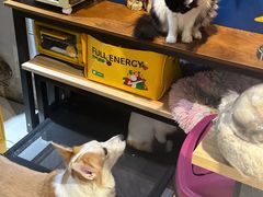 -平行世界·猫咖(首经贸店)