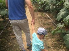 -马陆小张葡萄园农家乐