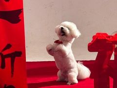 -爪吧宠物乐园 (温榆河示范区店)