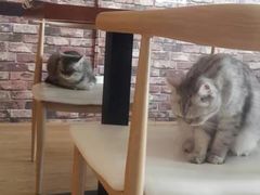 -喵园·猫主题咖啡厅·撸猫·猫咖(国贸店)