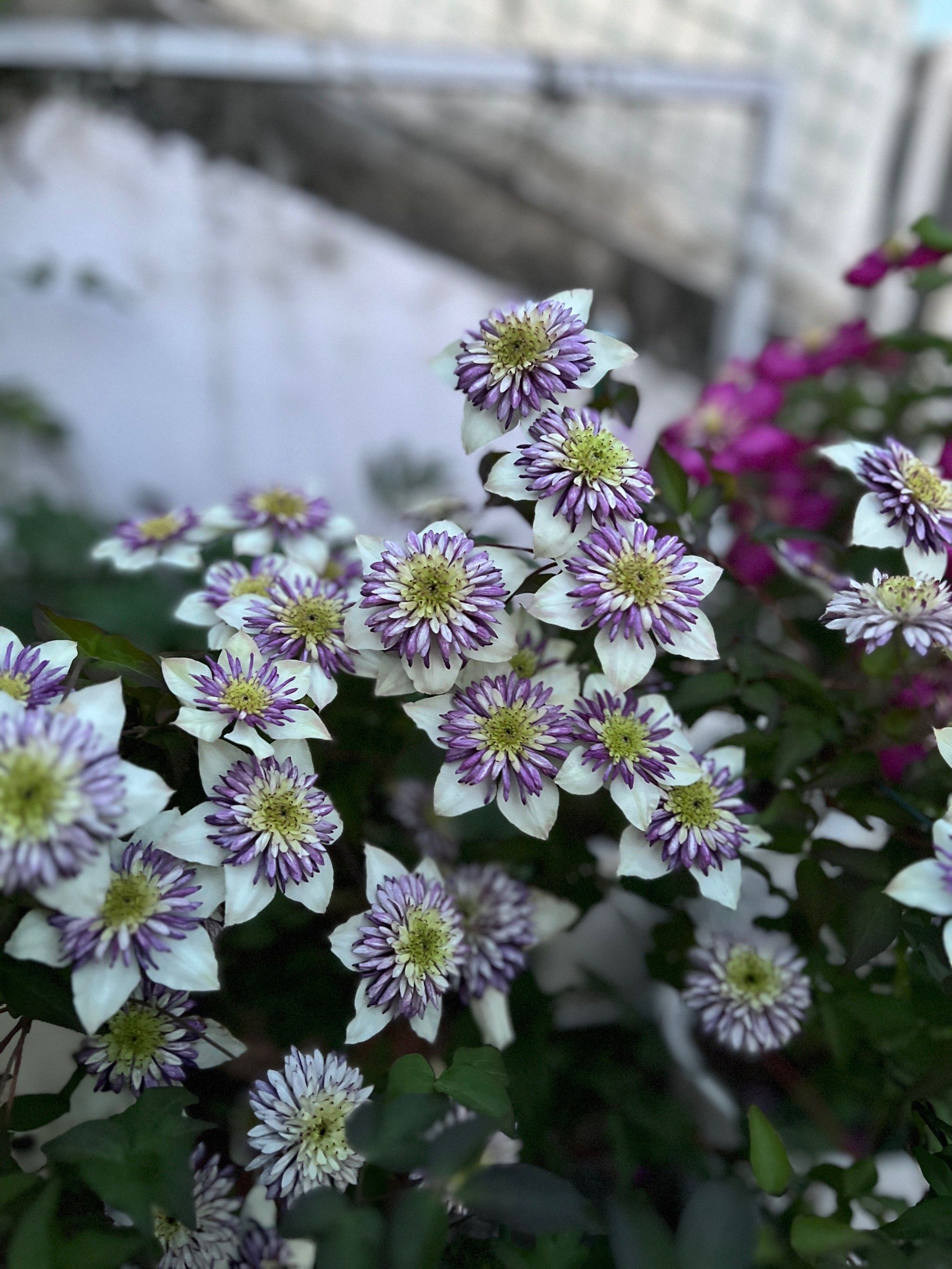 花期长;里昂村庄,花朵大,花量多,耐剪好打理