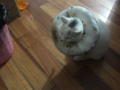 -奈斯宠物医院·核磁CT·异宠专科·内镜(中南店)