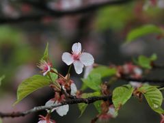 -杭州植物园
