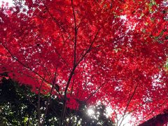 -杭州香格里拉·香宫中餐厅