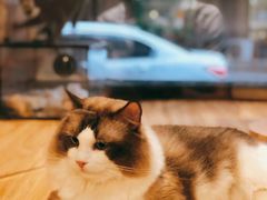 -啵啵喵·猫咖(攀华国际店)