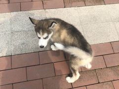 -翊宠yipet猫狗购宠庄园犬舍•猫舍