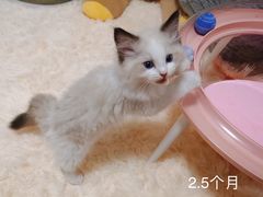 -猫十亿·布偶金渐层·曼基康矮脚猫舍(青年路店)