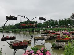 -荷兰花海