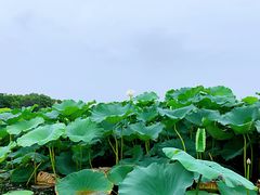 -荷塘月色湿地公园·向阳花洲