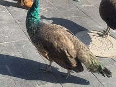 -J Create城市露营咖啡·简餐·宠物(上海动物园店)