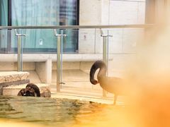 网红天鹅-南京圣和府邸豪华精选酒店