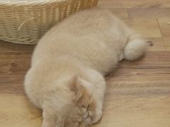 -袖虎·猫馆(体育西路店)