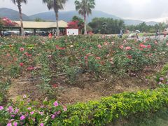 -亚龙湾国际玫瑰谷