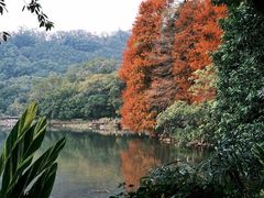 -深圳仙湖植物园