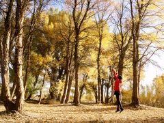 -金塔沙漠胡杨林景区