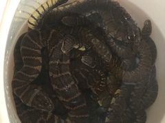 -荔城生鲜盛宴(番禺旗舰店)