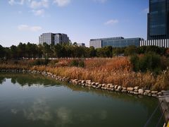 -南汇新城城市公园