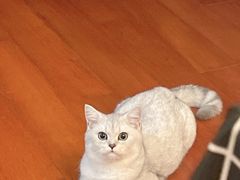 -欣宠猫屋·矮脚拿破仑·蓝金金渐层