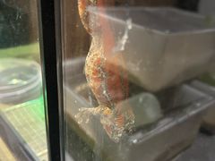 -酷以爬仙阁实体爬宠店·守宫·蜥蜴·专业繁育