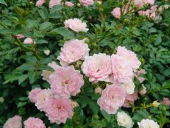 -三圣花乡旅游区