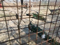 -河北村民俗体验园