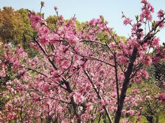 -南汇桃花村