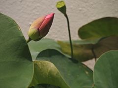 -初甜·舒芙蕾·韩式雪花冰(流塘店)