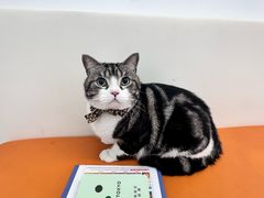 -爱妮康宠物医院·干细胞免疫细胞·肿瘤·心脏(张江店)