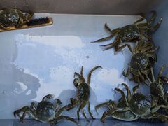 -蟹天蟹地农家菜·阳澄湖大闸蟹(浅水湾店)