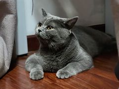 -猫大福·Fortune Cat猫舍(百子湾店)