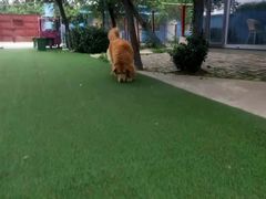 -宠物寄养训练学校