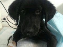 -瑞鹏宠物医院·爱宠堂·骨外专科(西荷分院)