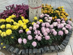 景点-莲湖公园