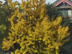 -四川大学(华西校区)