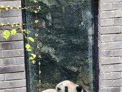 -都江堰中华大熊猫苑