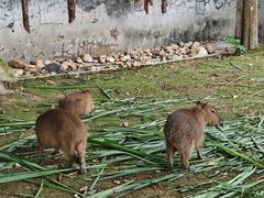 -泉州海丝野生动物世界