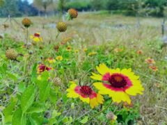 -永定河休闲森林公园