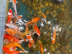 -上海大自然野生昆虫馆(东方明珠·爬宠昆虫探索中心)