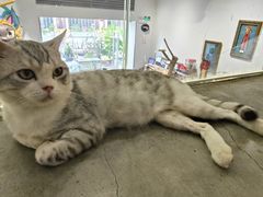 -more than meow吴止猫主题餐厅(承德 中船汇店)