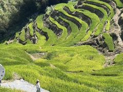 -紫鹊界梯田景区