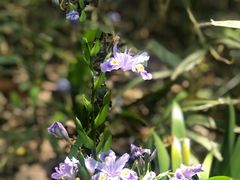 -咬不得高祖生煎·简餐(城站店)