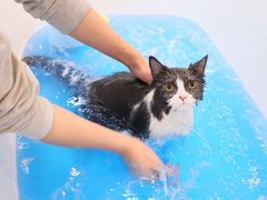 -momokira米努特·德文卷毛猫·棉花面纱犬