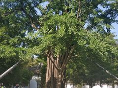 -上海佘山国家森林公园天马山园