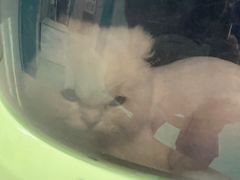 -北京观赏动物医院·24小时大型综合·猫专科·异宠专科
