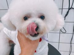 -BABYDOG宝贝狗宠物乐园(欧洲城店)