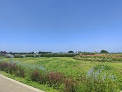 -空港花田景区