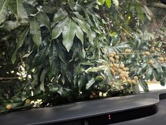 -大地土窑菜馆·特色罗浮农家菜(罗浮山景区店)
